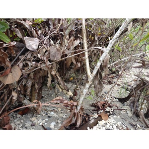 รูปถ่าย คอสตาริกา(Costa Rica) กาอุยตา(Cahuita) 2015-03 65