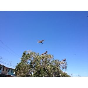 รูปถ่าย คอสตาริกา(Costa Rica) ปุนตาเรนัส(Puntarenas) 2015-03 72