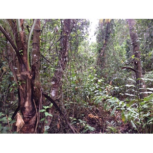 รูปถ่าย คอสตาริกา(Costa Rica) กาอุยตา(Cahuita) 2015-03 52
