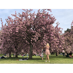 รูปถ่าย ฝรั่งเศส(France) สวนโซ(Parc de Sceaux) 2019-04 29