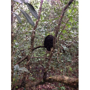 รูปถ่าย คอสตาริกา(Costa Rica) กาอุยตา(Cahuita) 2015-03 251