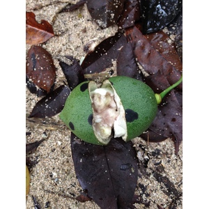 รูปถ่าย คอสตาริกา(Costa Rica) กาอุยตา(Cahuita) 2015-03 31