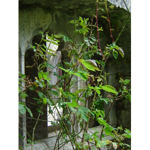 รูปถ่าย ไอร์แลนด์(Ireland) เคาน์ตีลิเมอริก(Limerick County) อาแดร์(Adare) 2004-05 8