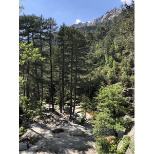 รูปถ่าย ฝรั่งเศส(France) คอร์สิคา(Corsica) ป่าไอโตเน(Aitone Forest) 2021-06 15