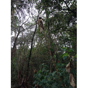 รูปถ่าย คอสตาริกา(Costa Rica) กาอุยตา(Cahuita) 2015-03 220