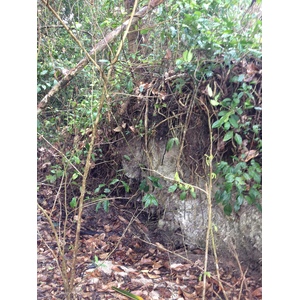 รูปถ่าย คอสตาริกา(Costa Rica) กาอุยตา(Cahuita) 2015-03 50