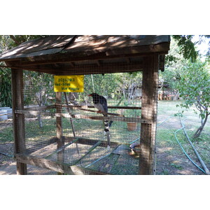 รูปถ่าย ไทย(Thailand) เชียงใหม่(Chiang Mai) ฟาร์มงูแม่สา(Mae Sa Snake Farm) 2010-12 27