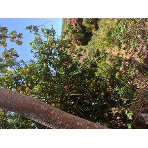 รูปถ่าย ปานามา(Panama) โบเกเต(Boquete) 2015-03 83