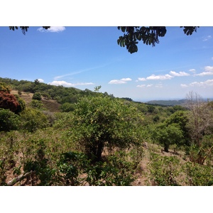 รูปถ่าย ปานามา(Panama) โบเกเต(Boquete) 2015-03 57