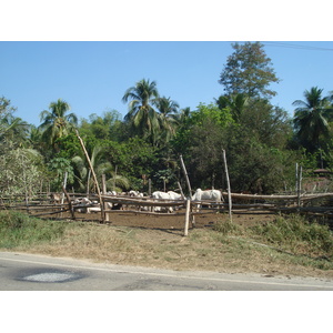 รูปถ่าย ไทย(Thailand) พิษณุโลก(Phitsanulok) 2008-01 34