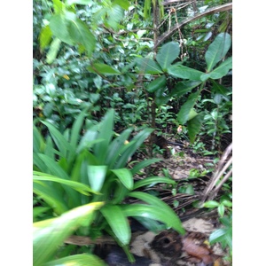 รูปถ่าย คอสตาริกา(Costa Rica) กาอุยตา(Cahuita) 2015-03 67