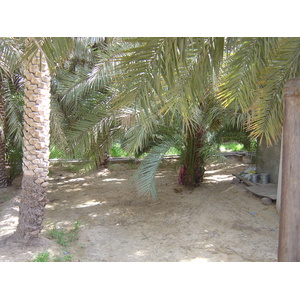 รูปถ่าย สหรัฐอาหรับเอมิเรตส์(United Arab Emirates) อาเลอิน(Al Ain) โอเอซิสอัลไอน์(Al Ain Oasis) 2005-03 21