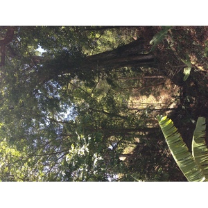 รูปถ่าย ปานามา(Panama) โบเกเต(Boquete) 2015-03 70