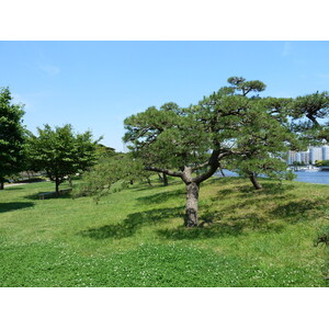 รูปถ่าย ญี่ปุ่น(Japan) โตเกียว(Tokyo) สวนฮามะริคิว(Hama rikyu Gardens) 2010-06 8