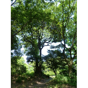 รูปถ่าย ญี่ปุ่น(Japan) โตเกียว(Tokyo) สวนฮามะริคิว(Hama rikyu Gardens) 2010-06 41