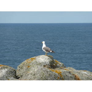 รูปถ่าย ฝรั่งเศส(France) เกาะดีเยอ(Ile d'yeu) 2009-07 40