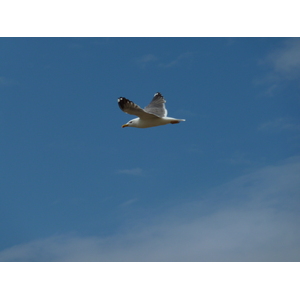 รูปถ่าย ฝรั่งเศส(France) เกาะดีเยอ(Ile d'yeu) 2009-07 108