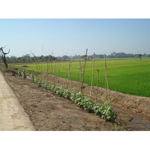 รูปถ่าย ไทย(Thailand) พิษณุโลก(Phitsanulok) 2008-01 9