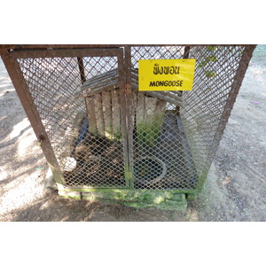 รูปถ่าย ไทย(Thailand) เชียงใหม่(Chiang Mai) ฟาร์มงูแม่สา(Mae Sa Snake Farm) 2010-12 77