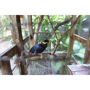 รูปถ่าย ไทย(Thailand) เชียงใหม่(Chiang Mai) ฟาร์มงูแม่สา(Mae Sa Snake Farm) 2010-12 91