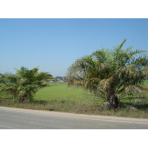รูปถ่าย ไทย(Thailand) พิษณุโลก(Phitsanulok) 2008-01 2