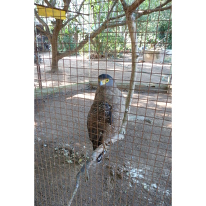 รูปถ่าย ไทย(Thailand) เชียงใหม่(Chiang Mai) ฟาร์มงูแม่สา(Mae Sa Snake Farm) 2010-12 67