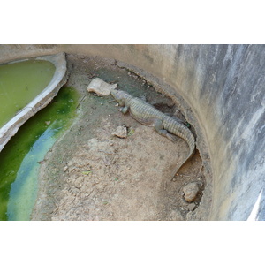 รูปถ่าย ไทย(Thailand) เชียงใหม่(Chiang Mai) ฟาร์มงูแม่สา(Mae Sa Snake Farm) 2010-12 49