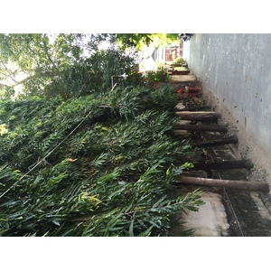รูปถ่าย ไทย(Thailand) เชียงใหม่(Chiang Mai) 2014-12 43