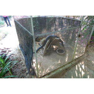 รูปถ่าย ไทย(Thailand) เชียงใหม่(Chiang Mai) ฟาร์มงูแม่สา(Mae Sa Snake Farm) 2010-12 48