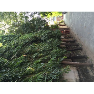 รูปถ่าย ไทย(Thailand) เชียงใหม่(Chiang Mai) 2014-12 29
