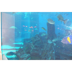 รูปถ่าย สหรัฐอาหรับเอมิเรตส์(United Arab Emirates) ดูไบ(Dubai) โรงแรมแอตแลนติส(Atlantis Hotel) 2014-02 155
