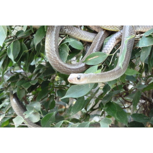รูปถ่าย ไทย(Thailand) เชียงใหม่(Chiang Mai) ฟาร์มงูแม่สา(Mae Sa Snake Farm) 2010-12 61
