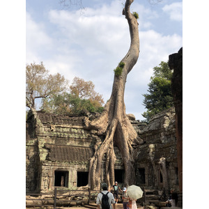 รูปถ่าย กัมพูชา(Cambodia) เสียมราฐ(Siem Reap) ปราสาทตาพรหม(Ta Prohm) 2023-01 111
