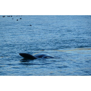 รูปถ่าย แอฟริกาใต้(South Africa) เฮอร์มานัส(Harmanus) 2008-09 117