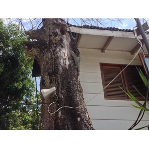 รูปถ่าย คอสตาริกา(Costa Rica) มอนเตซูมา(Montezuma) 2015-03 505
