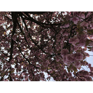 รูปถ่าย ฝรั่งเศส(France) สวนโซ(Parc de Sceaux) 2019-04 21