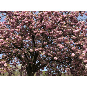 รูปถ่าย ฝรั่งเศส(France) สวนโซ(Parc de Sceaux) 2019-04 81