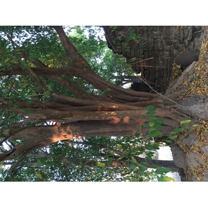 รูปถ่าย ไทย(Thailand) อุทยานประวัติศาสตร์ศรีสัชนาลัย(Si satchanalai historical park) 2014-12 118