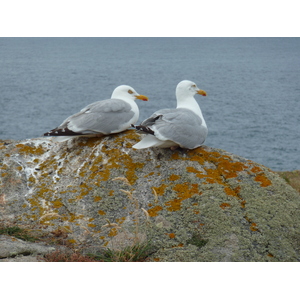 รูปถ่าย ฝรั่งเศส(France) เกาะดีเยอ(Ile d'yeu) 2009-07 0