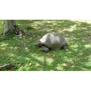 รูปถ่าย เซเชลส์(Seychelles) เกาะกร็องด์เซอร์(Grande Soeur) 2011-10 99