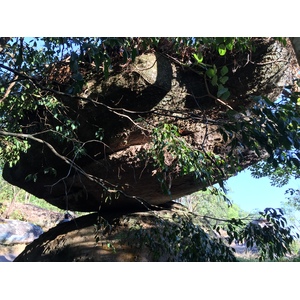 รูปถ่าย ไทย(Thailand) อุทยานแห่งชาติภูหินร่องกล้า(Phu Hin Rong Kla National Park) 2014-12 209