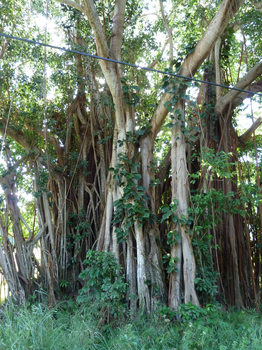 รูปถ่าย นิวแคลิโดเนีย(New Caledonia) 2010-05 97