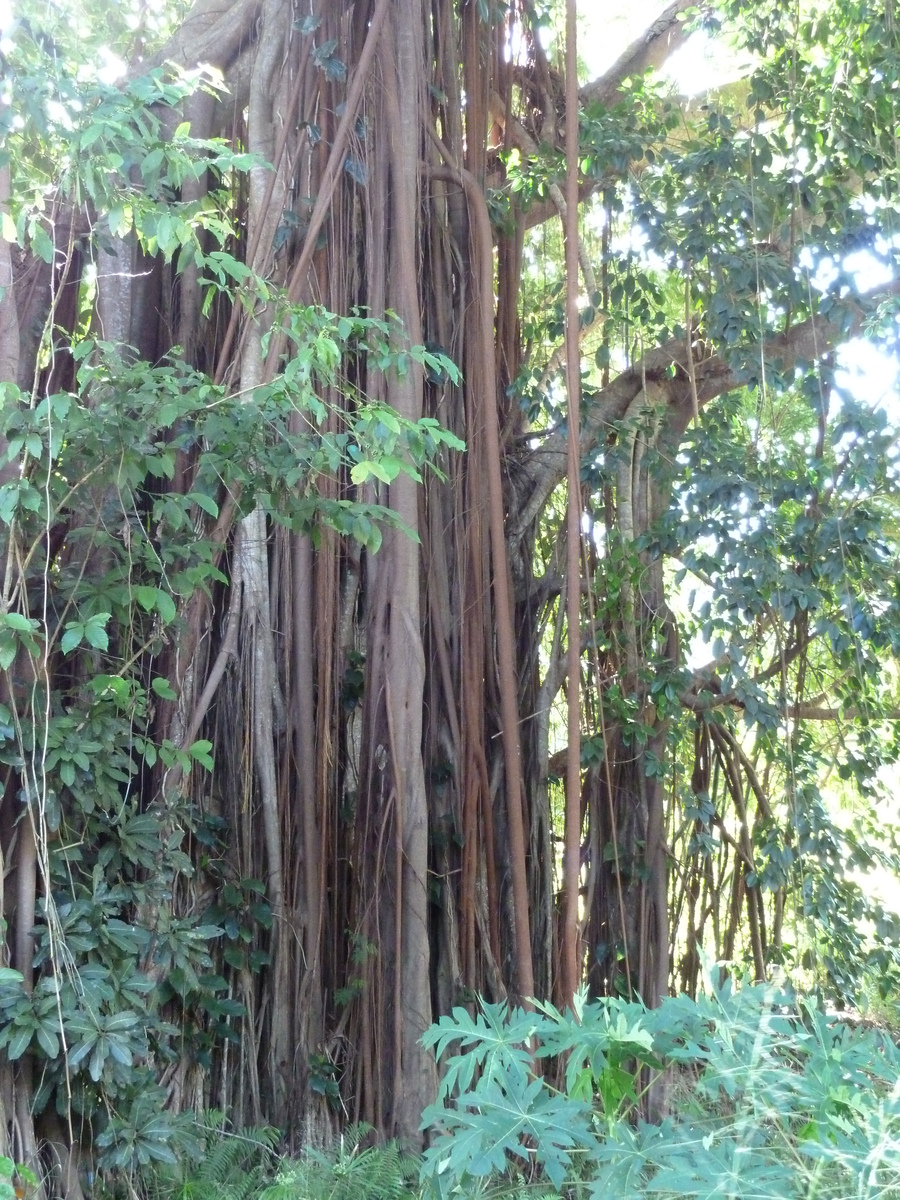 รูปถ่าย นิวแคลิโดเนีย(New Caledonia) ถนนจากกานาลาไปลาฟัว(Canala to La Foa road) 2010-05 48