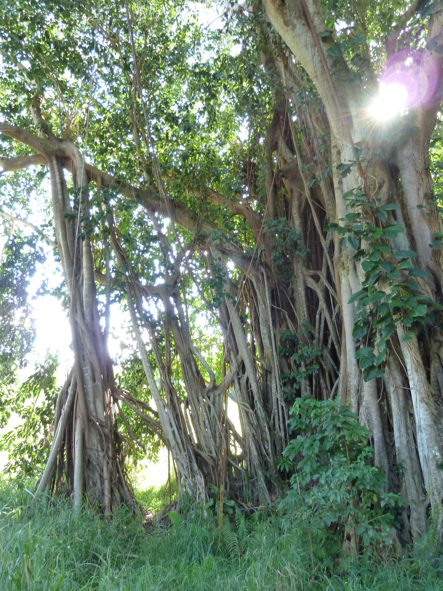 รูปถ่าย นิวแคลิโดเนีย(New Caledonia) ถนนจากกานาลาไปลาฟัว(Canala to La Foa road) 2010-05 63