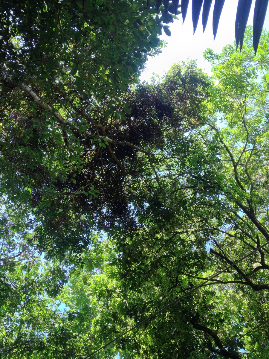 รูปถ่าย คอสตาริกา(Costa Rica) มานวยล์อันโตนีโอ(Manuel Antonio) 2015-03 339