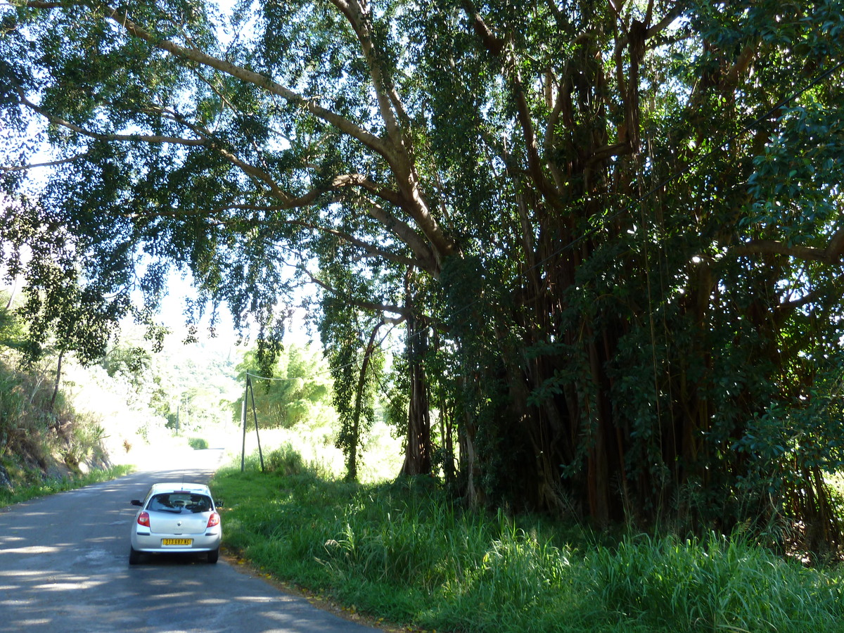 รูปถ่าย นิวแคลิโดเนีย(New Caledonia) ถนนจากกานาลาไปลาฟัว(Canala to La Foa road) 2010-05 65