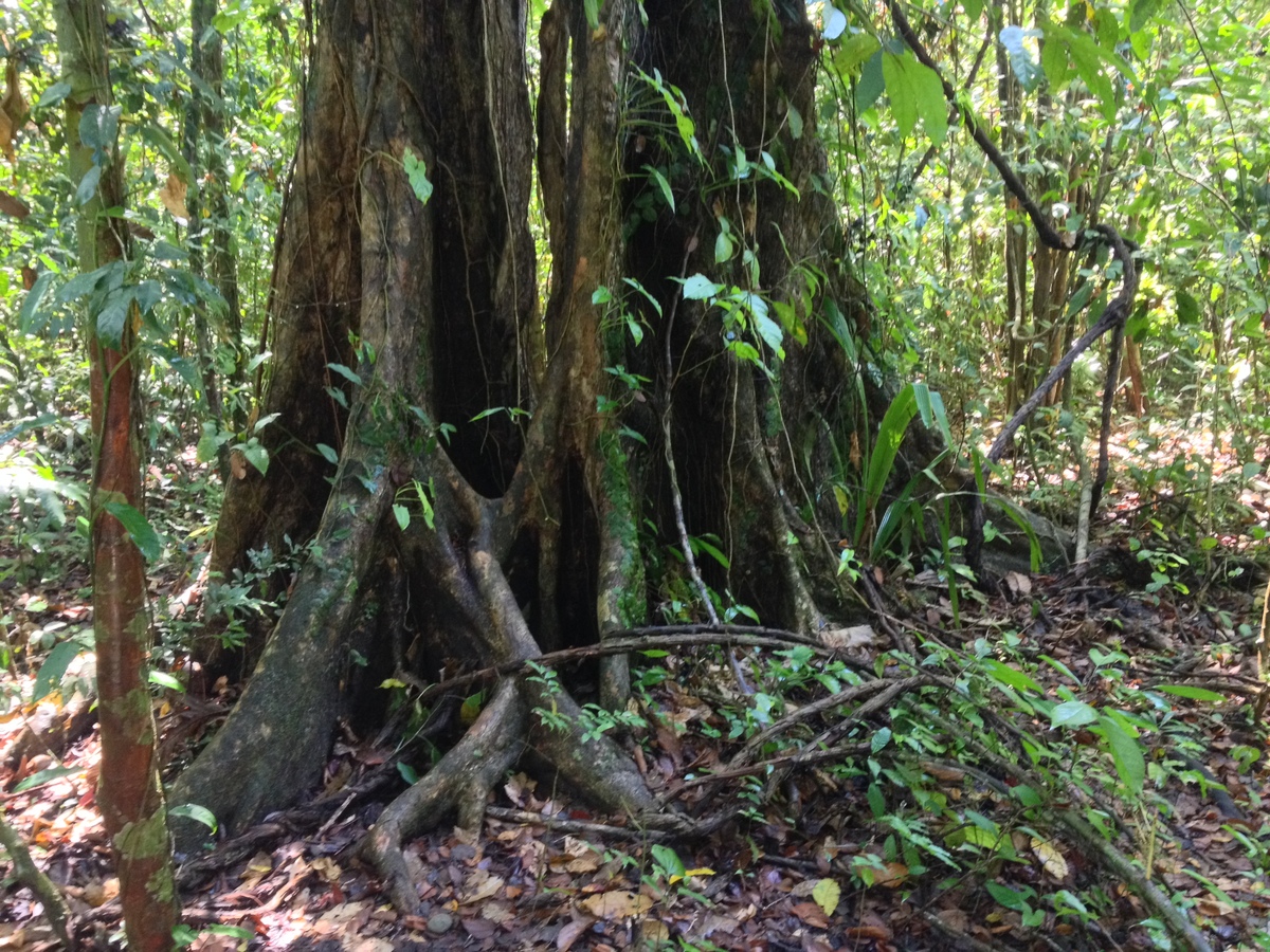 รูปถ่าย คอสตาริกา(Costa Rica) มานวยล์อันโตนีโอ(Manuel Antonio) 2015-03 210