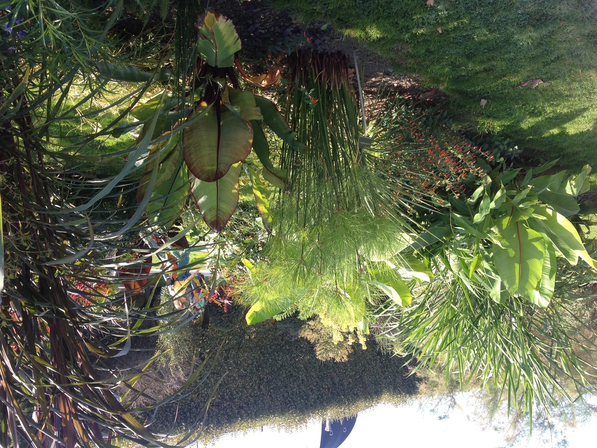 รูปถ่าย ฝรั่งเศส(France) ปารีส(Paris) สวนพันธ์ุพืช(Jardin des Plantes) 2014-09 6