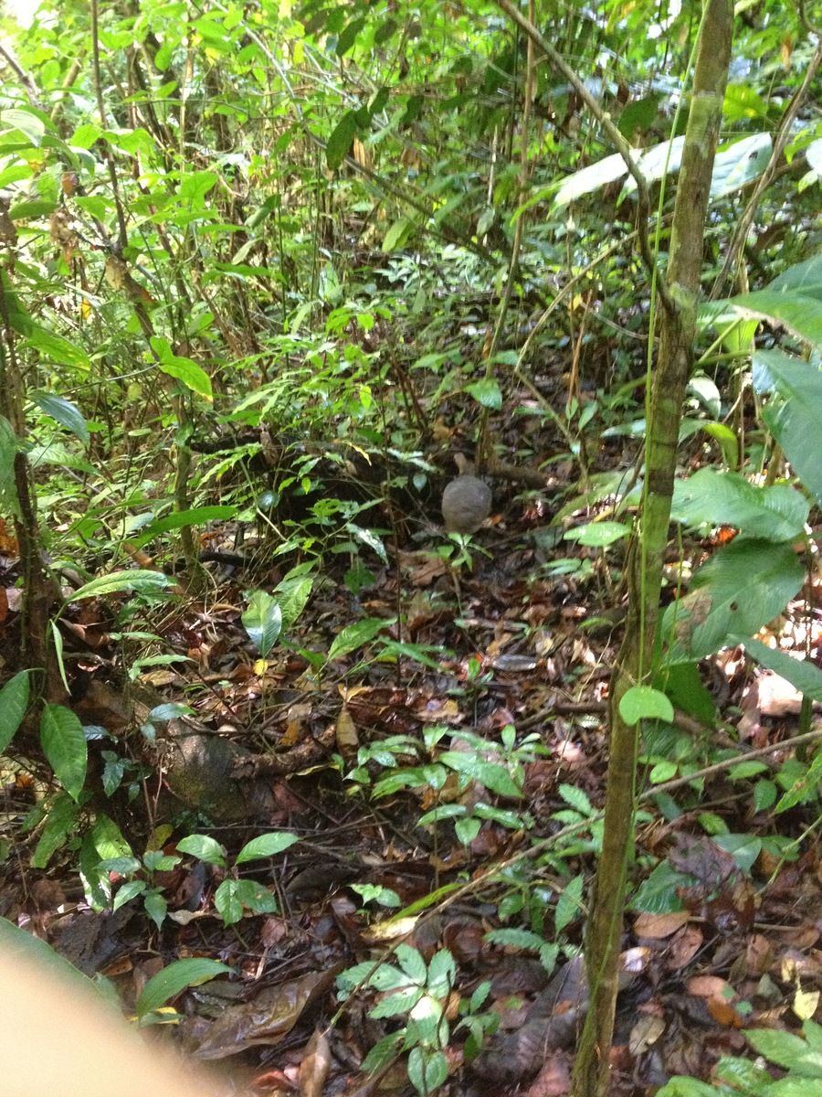 รูปถ่าย คอสตาริกา(Costa Rica) มานวยล์อันโตนีโอ(Manuel Antonio) 2015-03 237