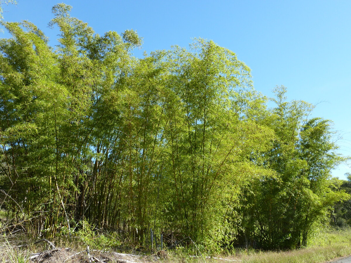 รูปถ่าย นิวแคลิโดเนีย(New Caledonia) ถนนจากทีโอไปกานาลา(Thio to Canala road) 2010-05 0